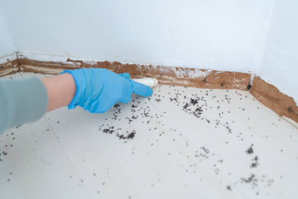 Real Estate Pest Inspections in Le Claire, IA